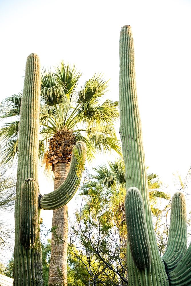 Desert cactus-Carefree-Arizona